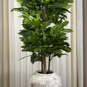 Arbol Níspero Japones 170cm