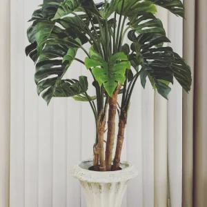 Planta Monstera